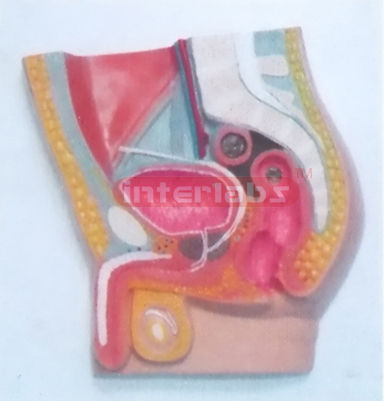 HUMAN ADVANCED MALE MORBIDITY ABDOMINAL CAVITY MODEL PLAT TYPE HANGING